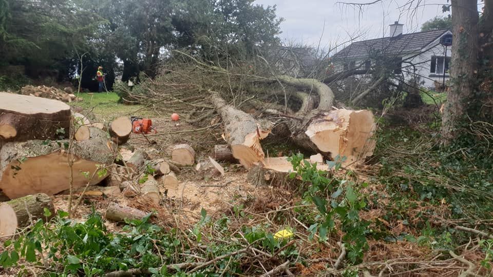 Tree cutting limerick