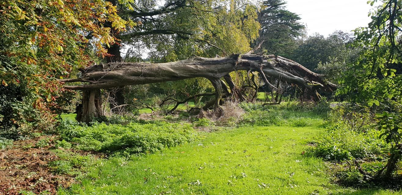 Same Day Emergency Tree Services Limerick