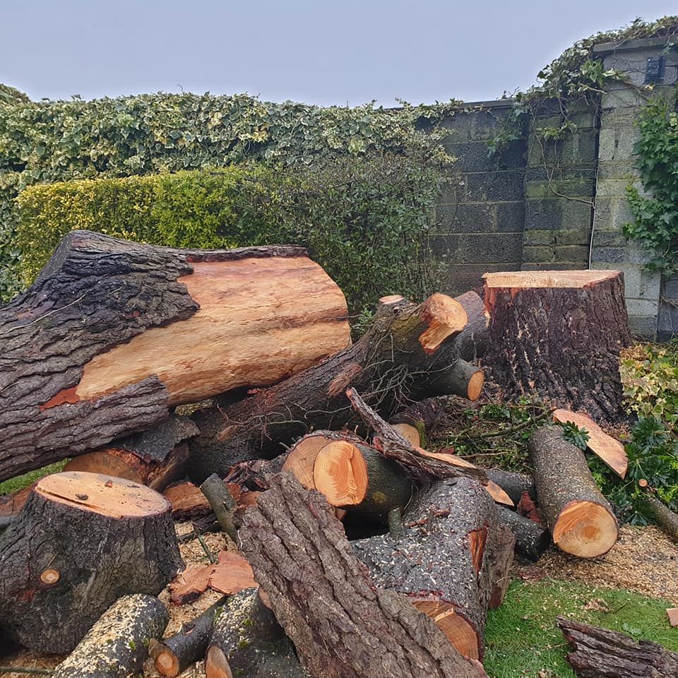 Tree Removal