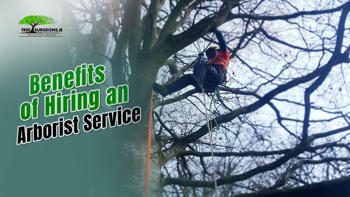 Arborist service Limerick