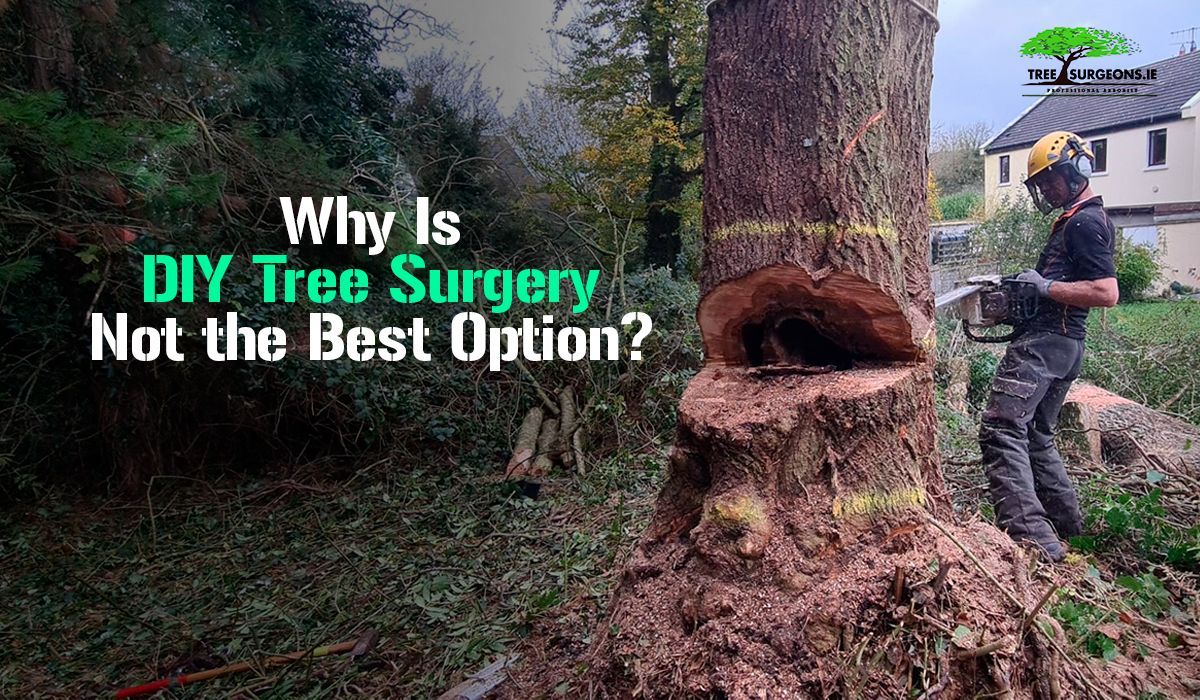 DIY tree surgery Limerick