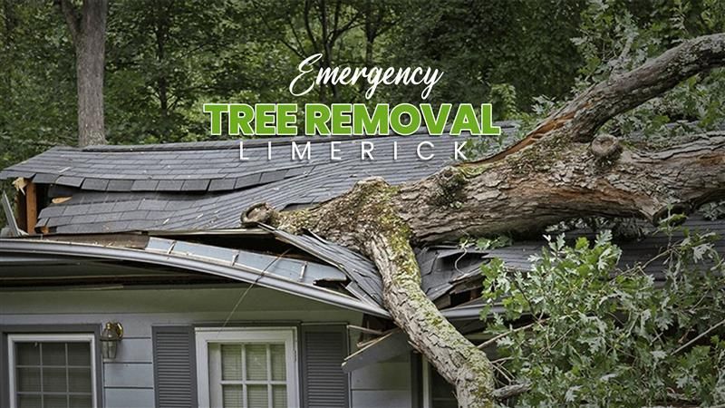 Emergency Tree Removal Limerick