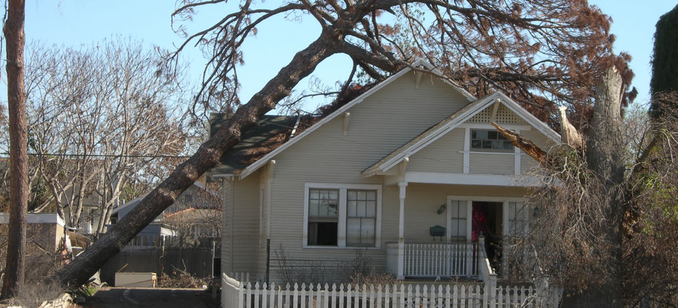Emergency Tree Removal Limerick