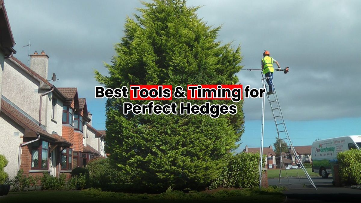 Best Tools & Timing for Hedge Cutting Limerick