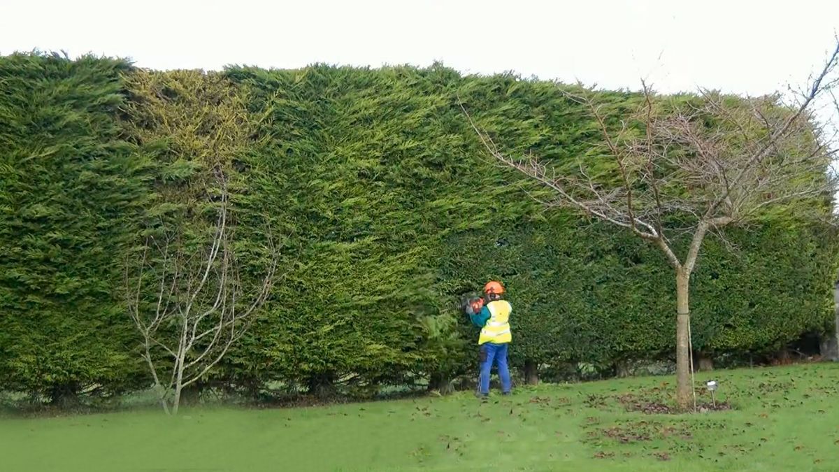 Hedge cutting Limerick