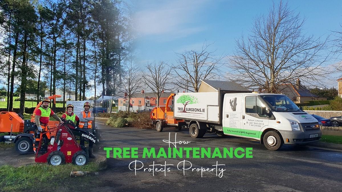 Tree maintenance near me, Limerick