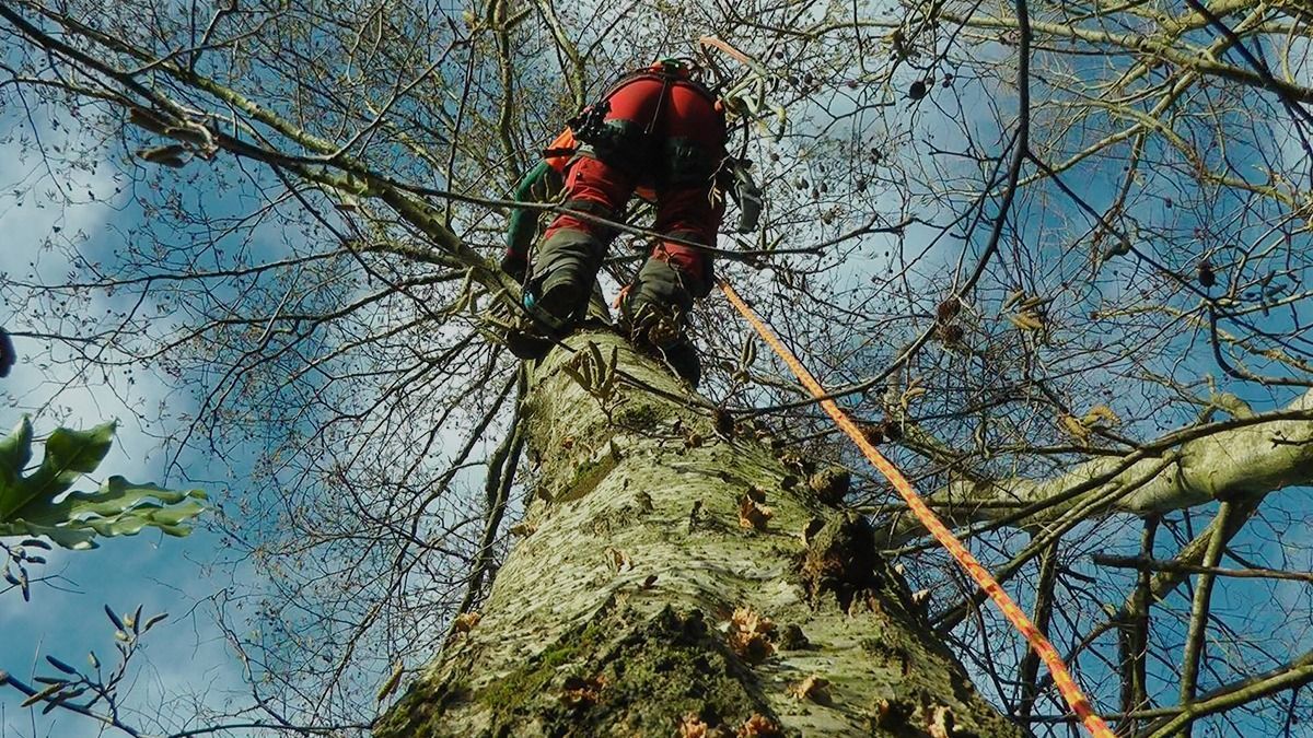 Arborist service Limerick