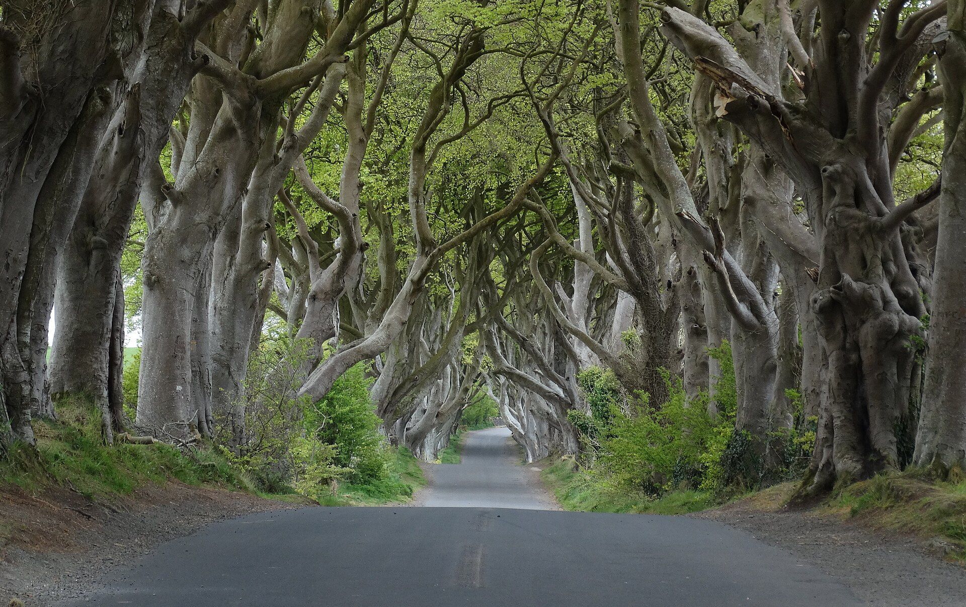 Learn from the Dark Hedges