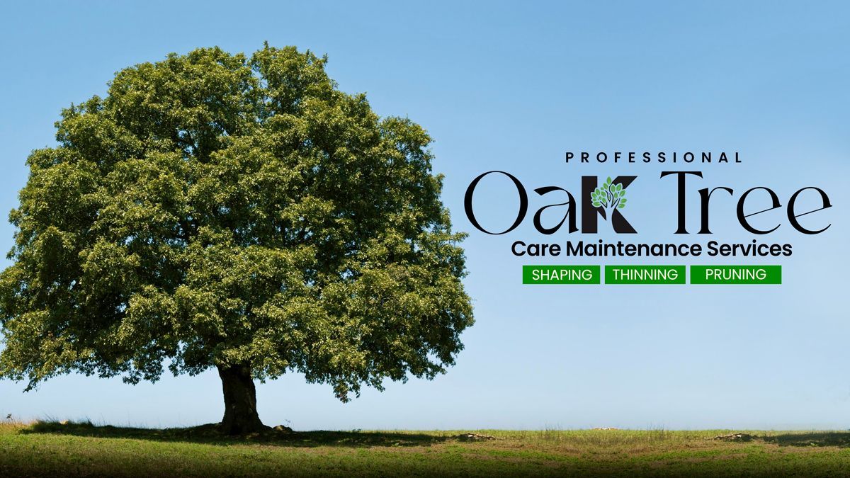 Professional Oak Tree Care Maintenance Services