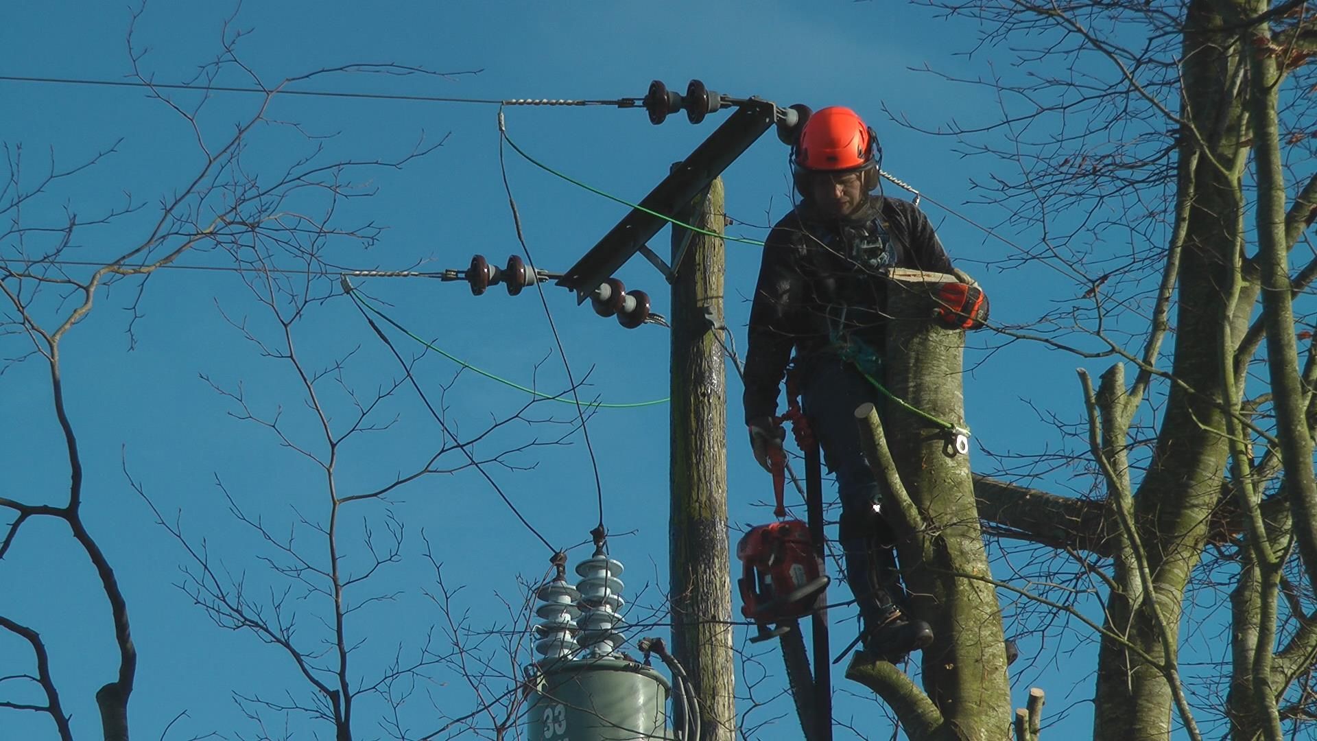 remove trees near power lines