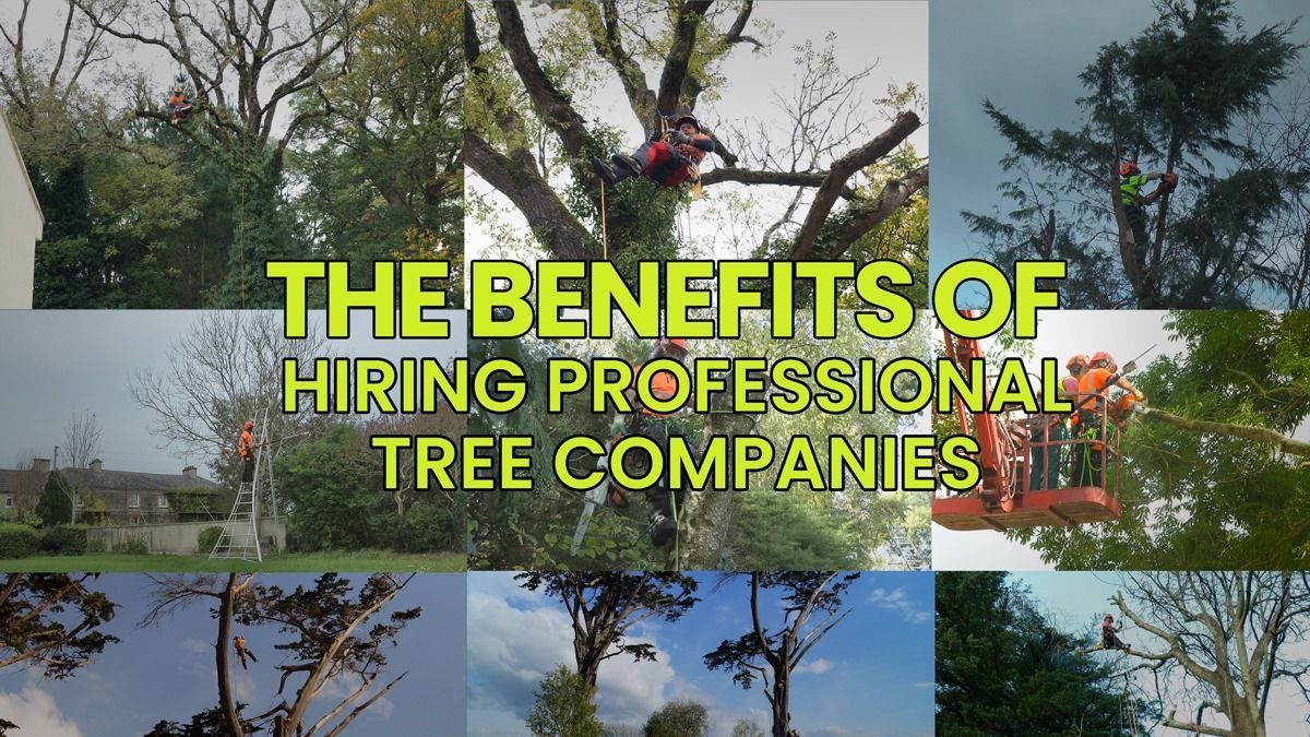 Tree companies near me Limerick