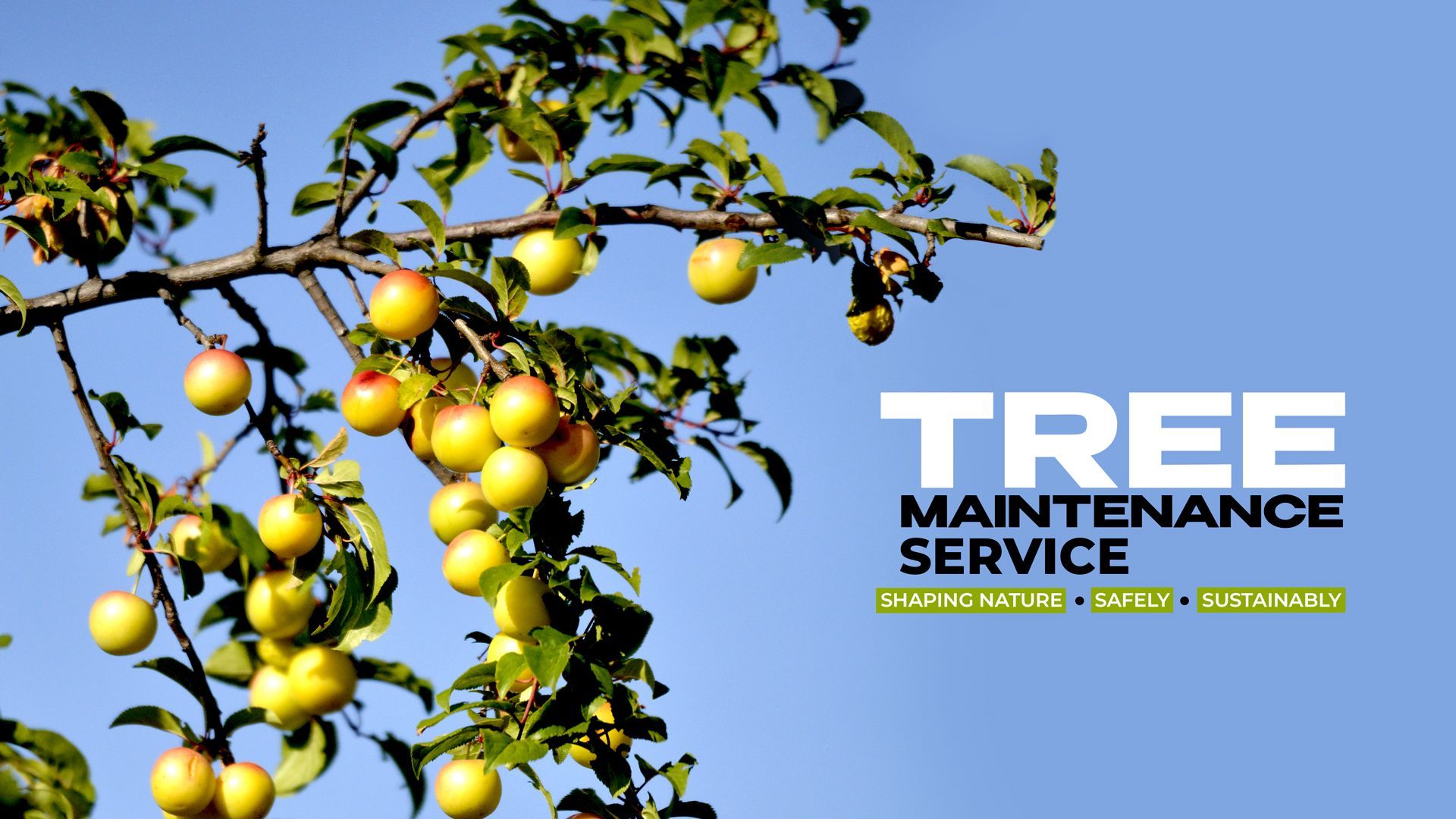 Tree maintenance, plum tree