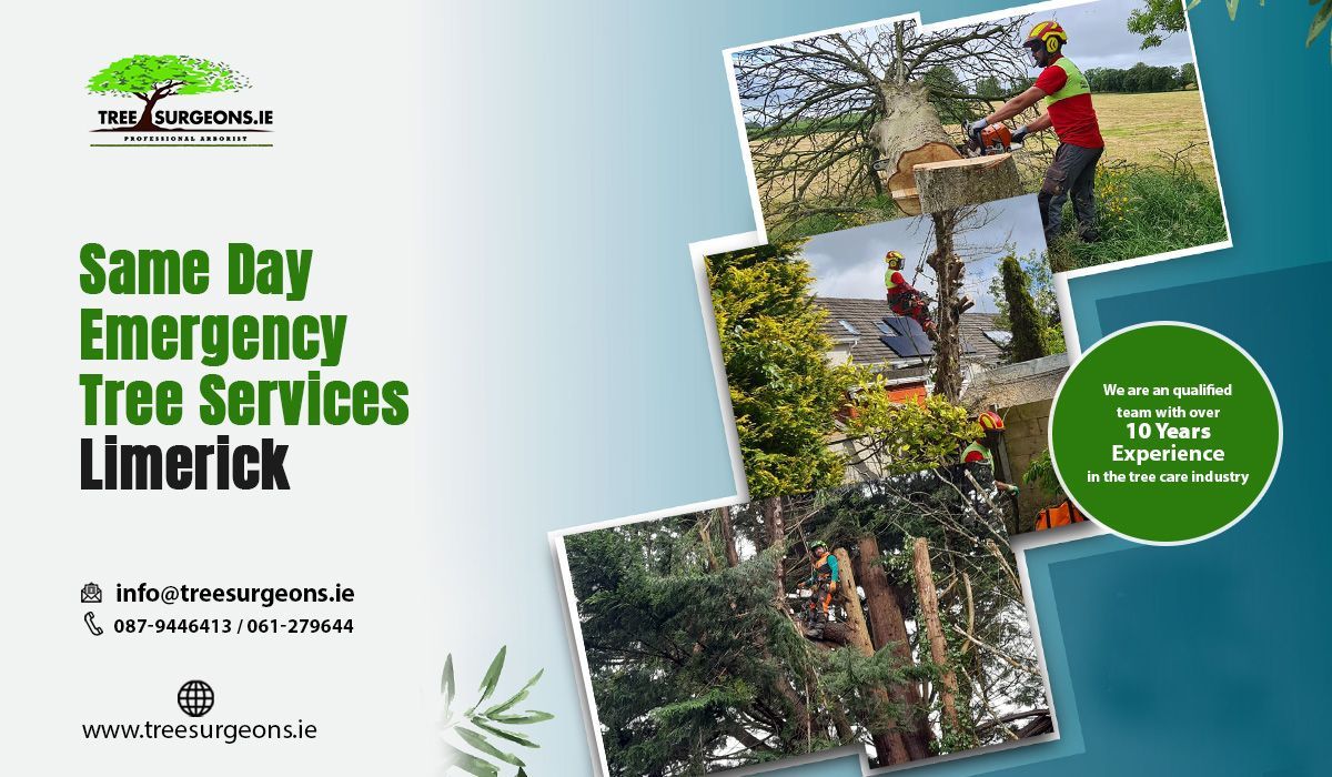 Everything to Know about Same Day Emergency Tree Services