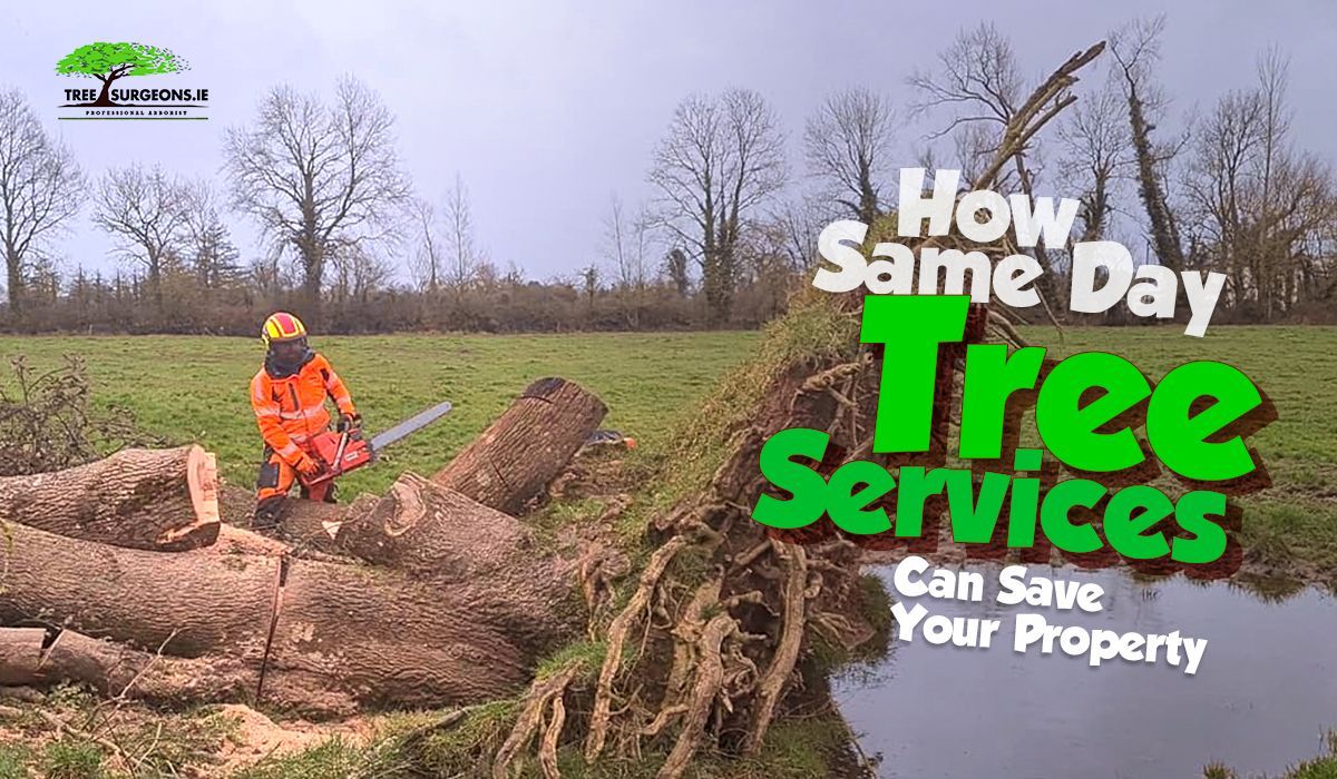 Same Day Emergency Tree Services Limerick