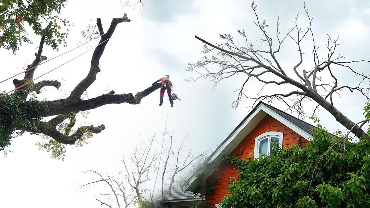 Emergency tree removal 