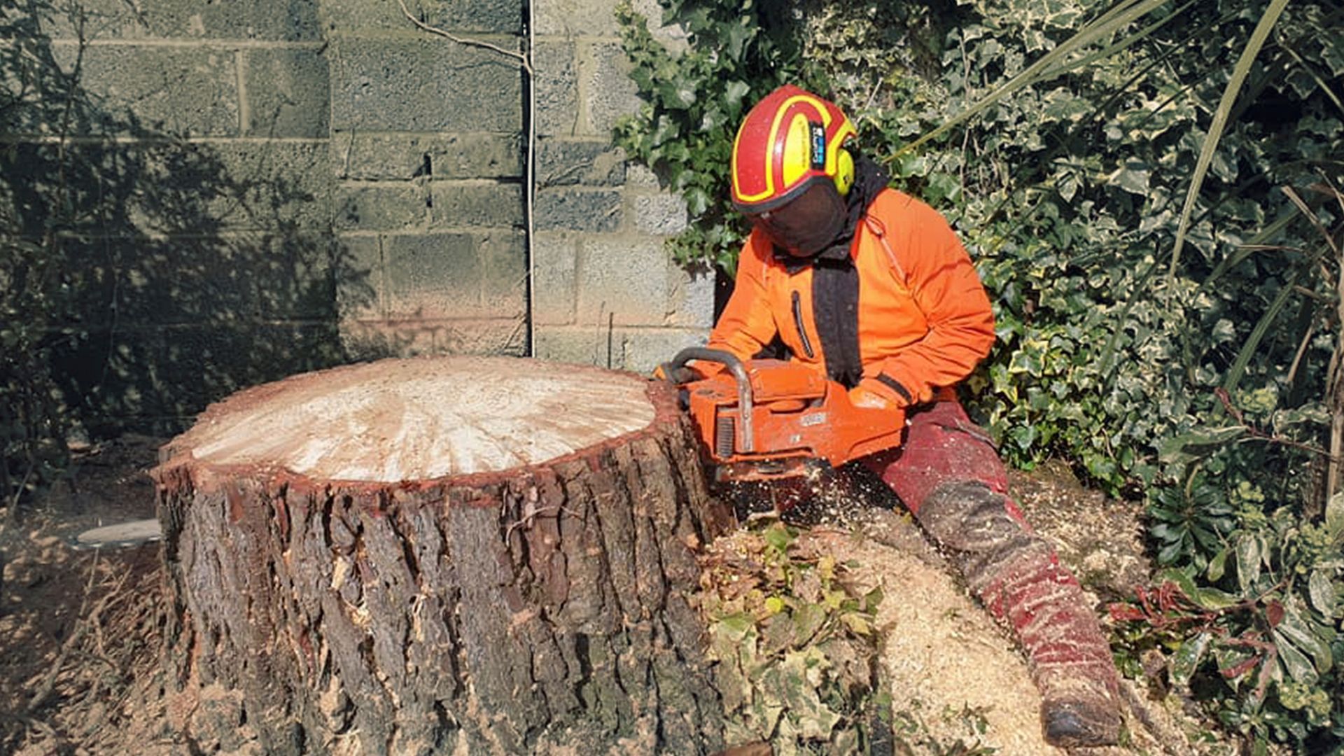 Storm Emergency Tree Services