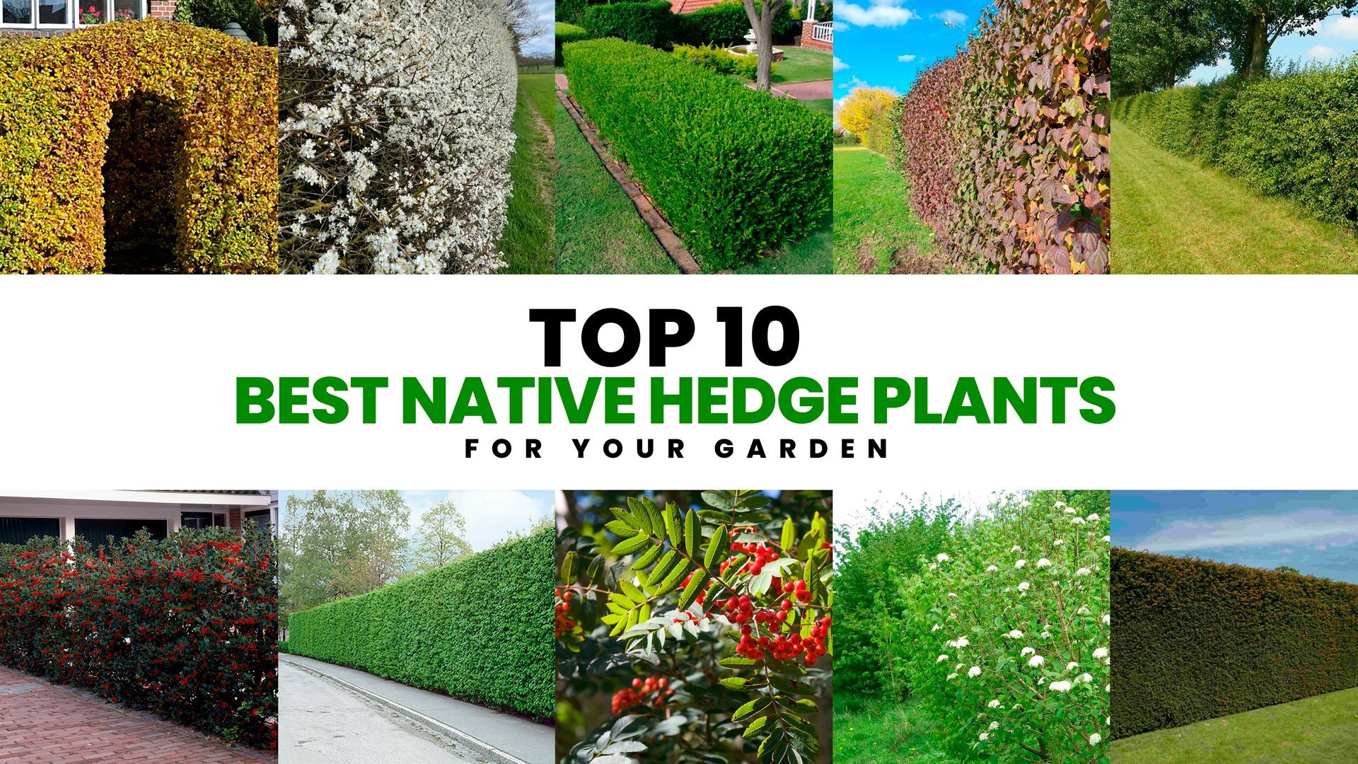 Top 10 best native hedge plants 