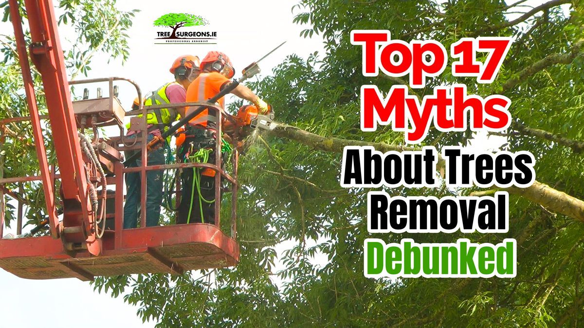 Myths About Tree Removal Debunked