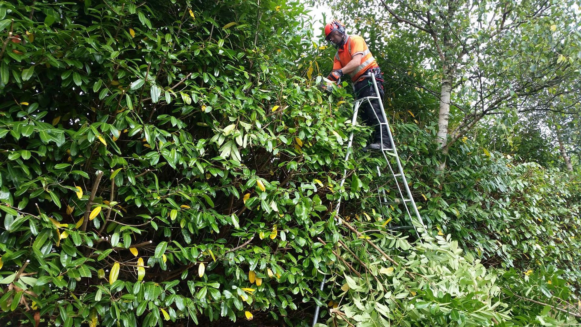 tree care Limerick