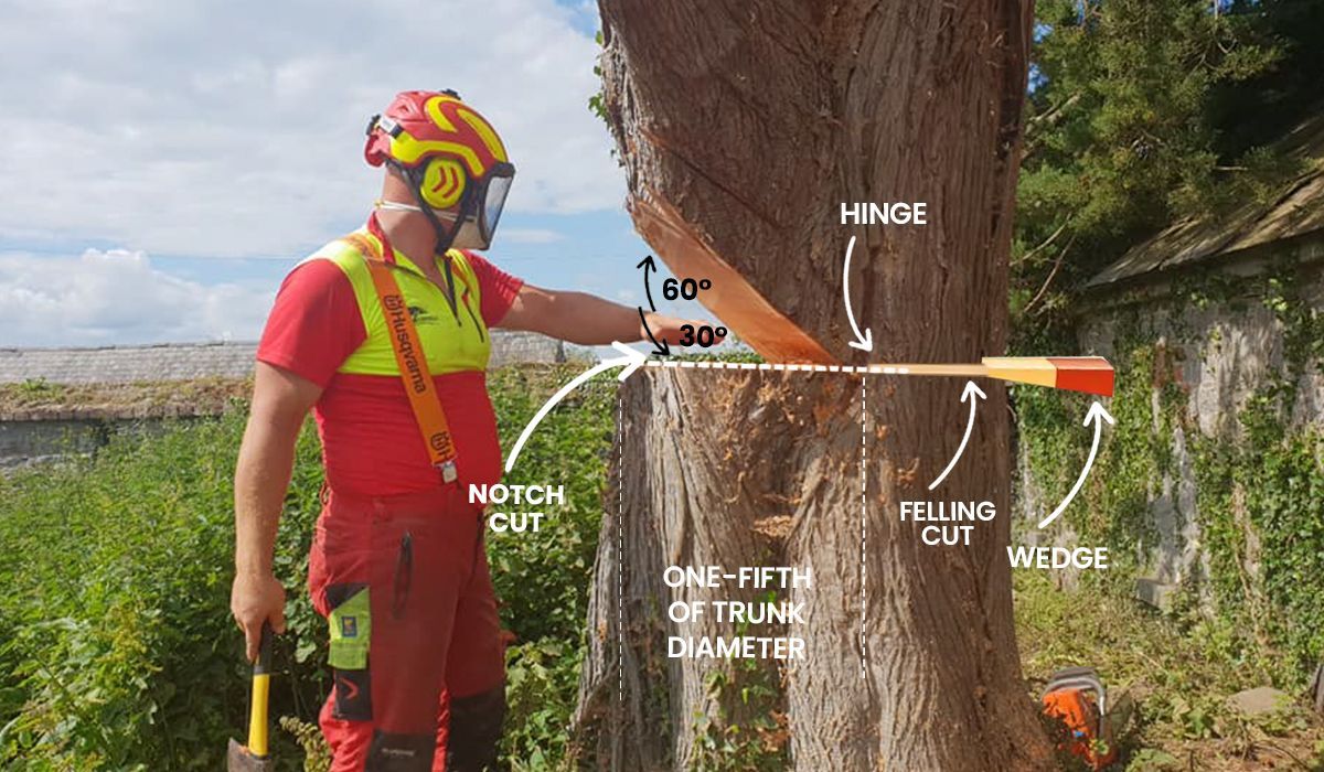 Tree Felling Process in Limerick