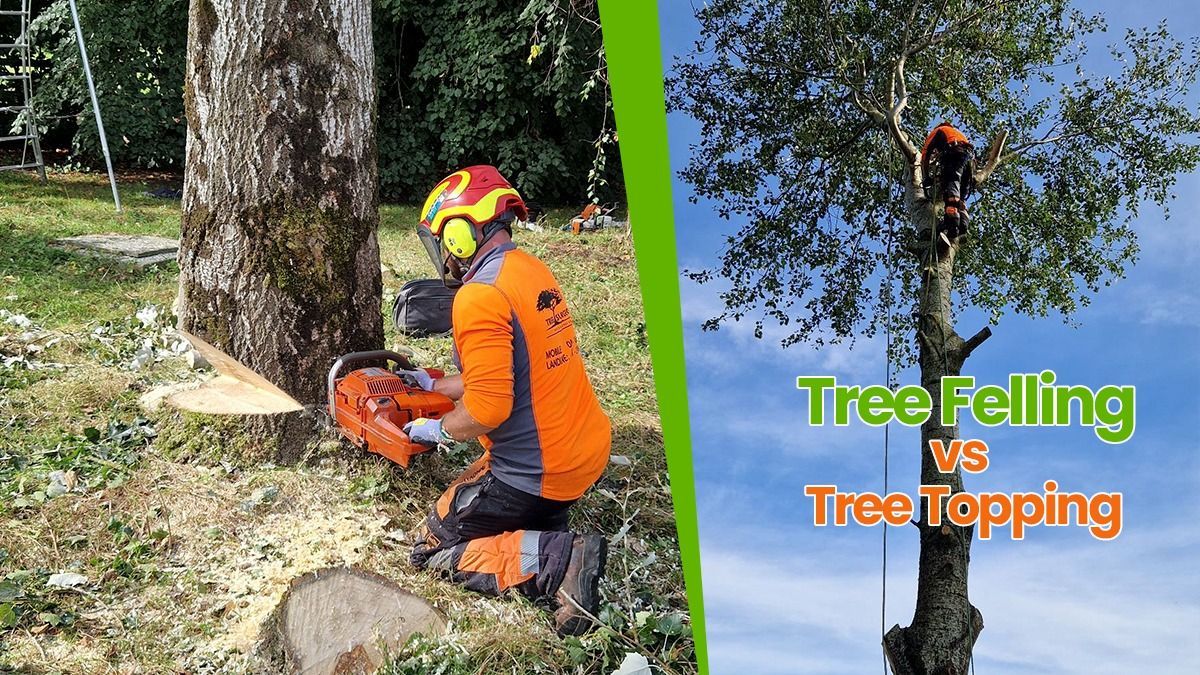 Tree Felling vs Tree Topping