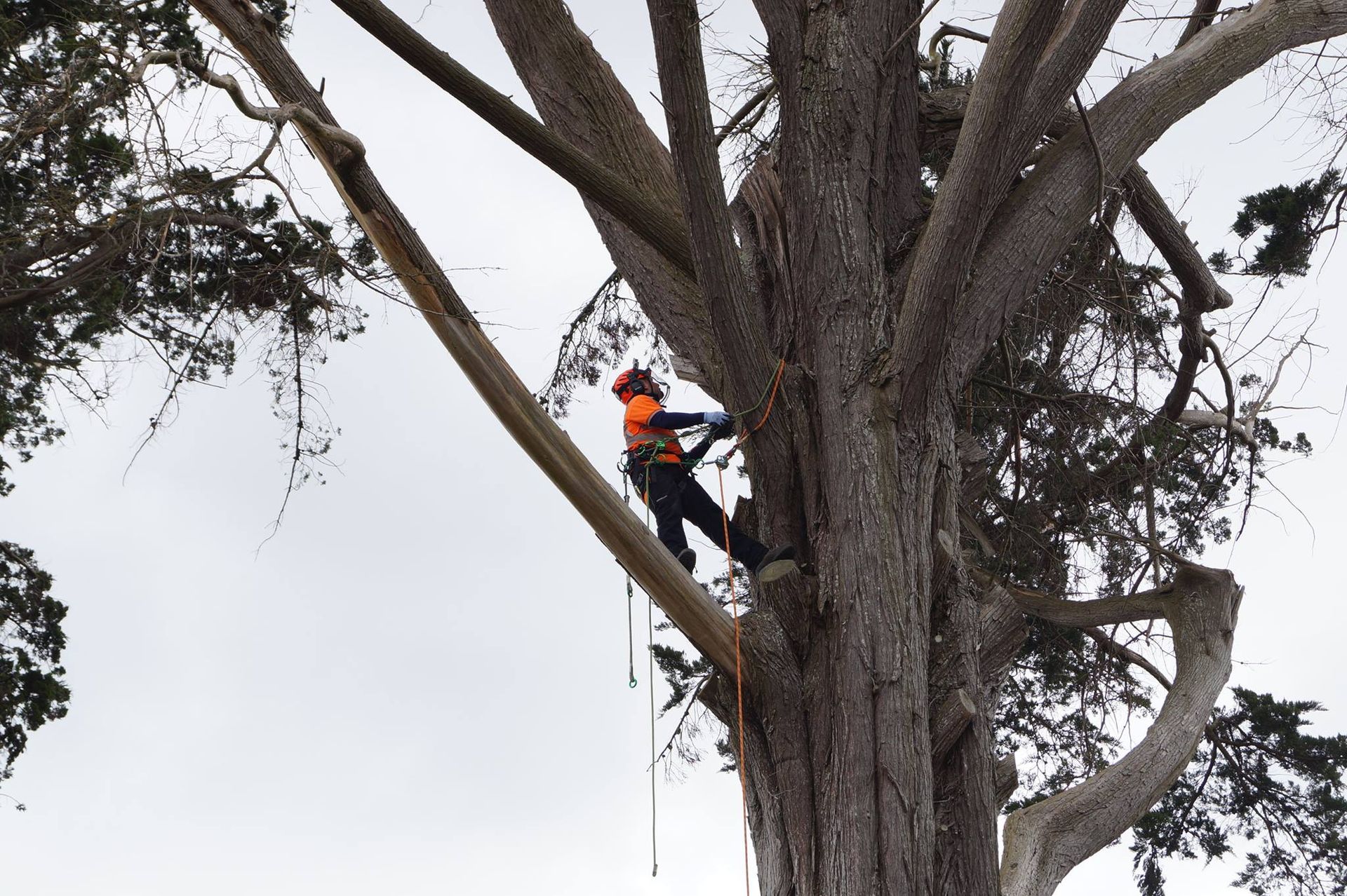 Tree Removal Ireland