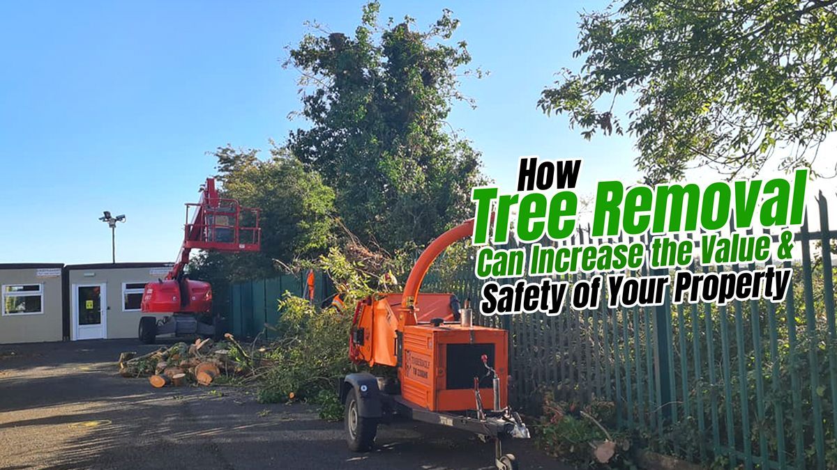 Tree Removal Can Increase the Safety and Value of Your Property