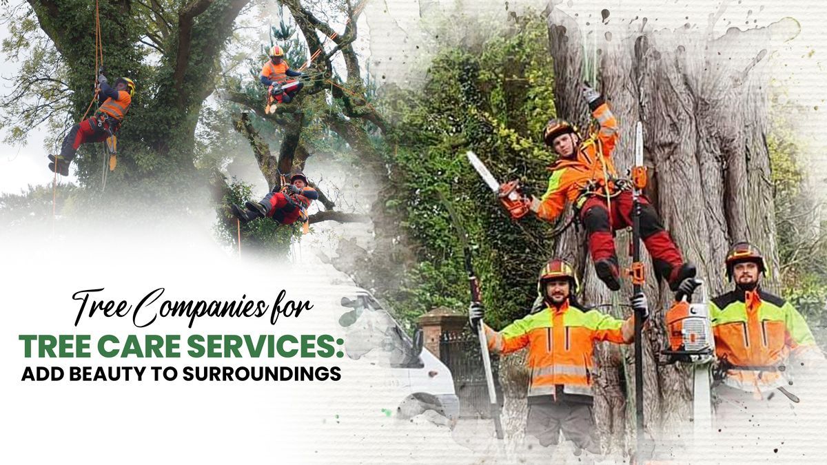 Tree companies near me Limerick