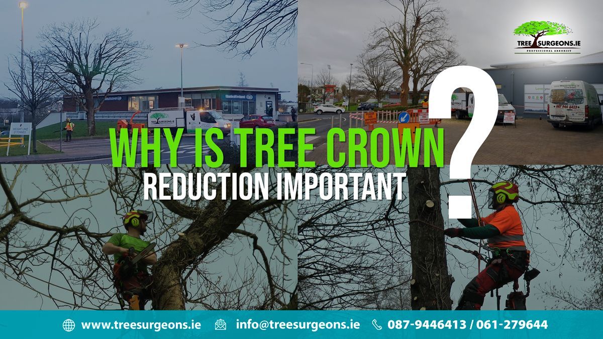 Tree crown reduction cost Limerick