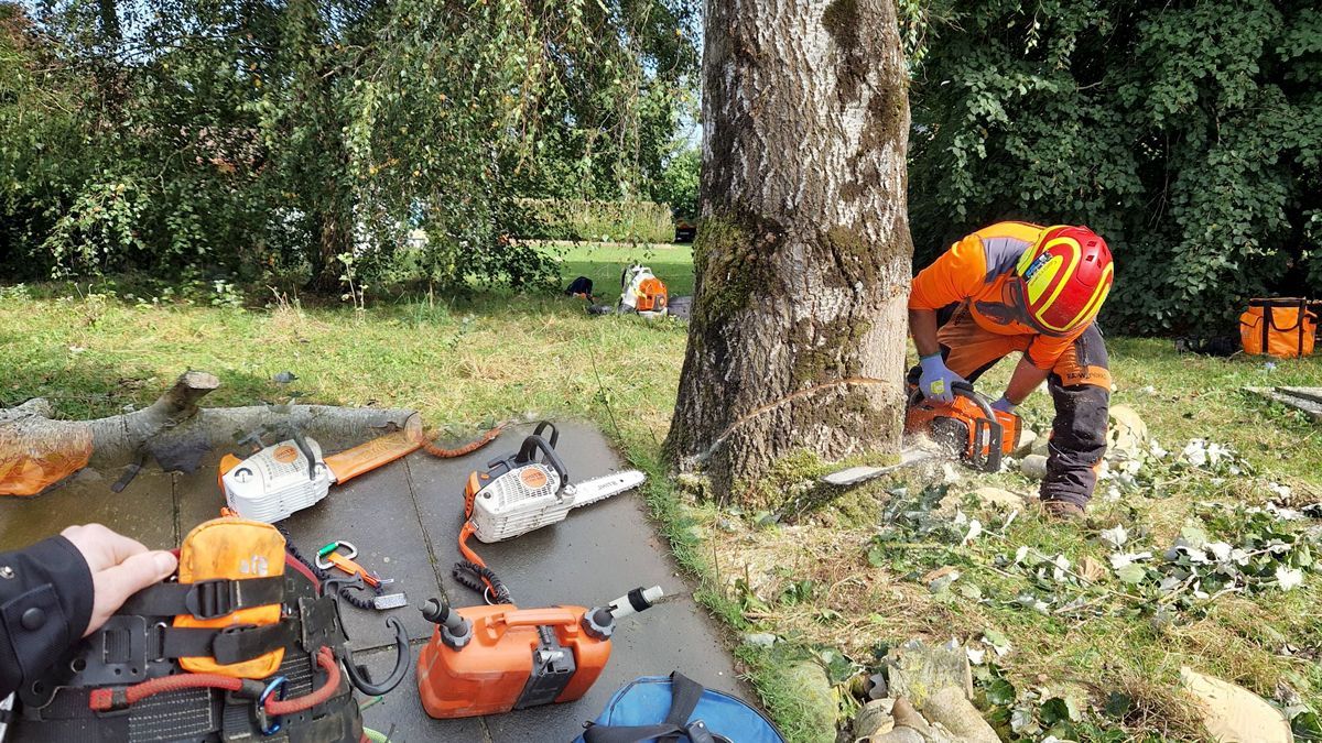 Tree cutting in Limerick