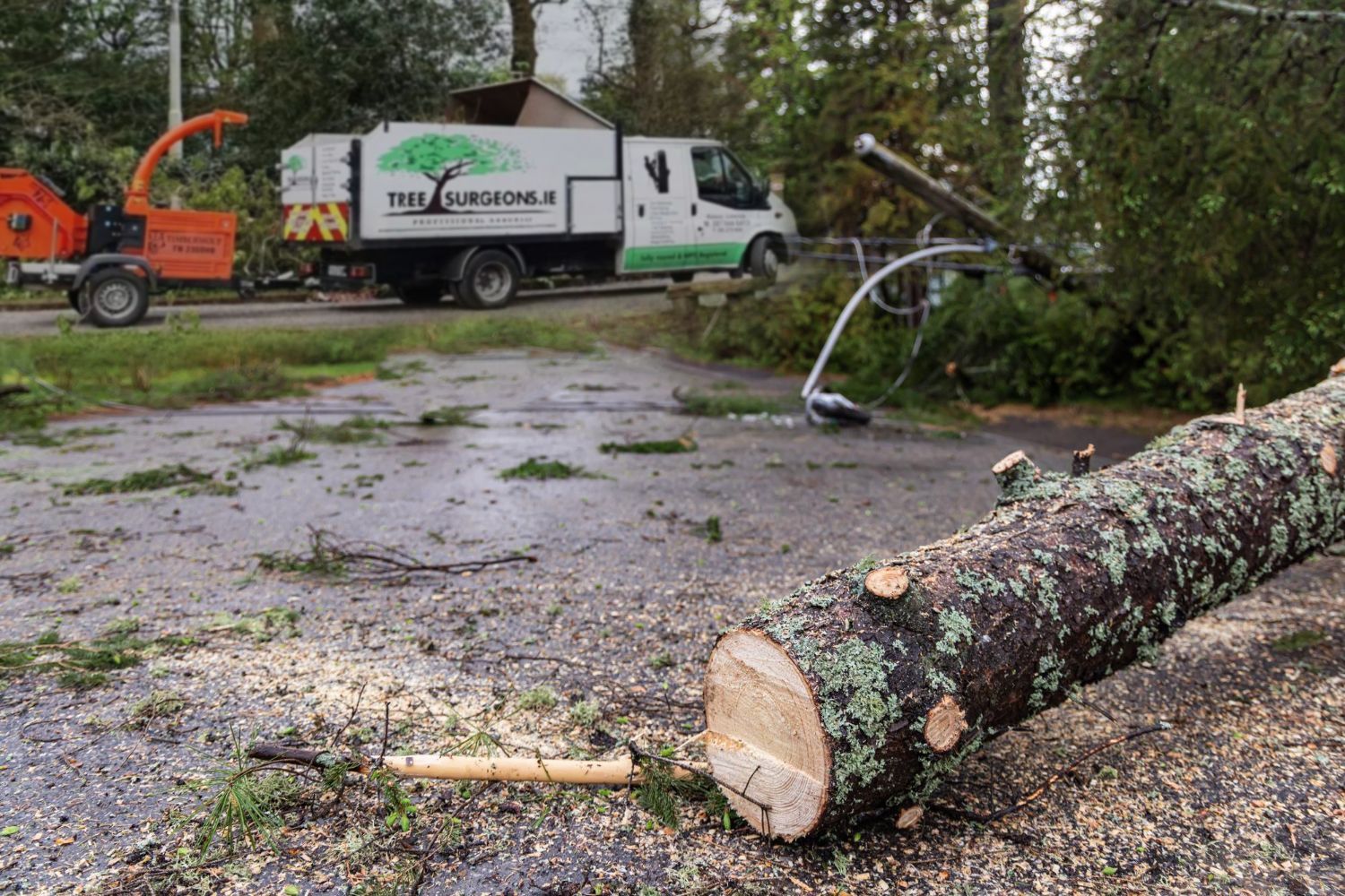 strom tree service