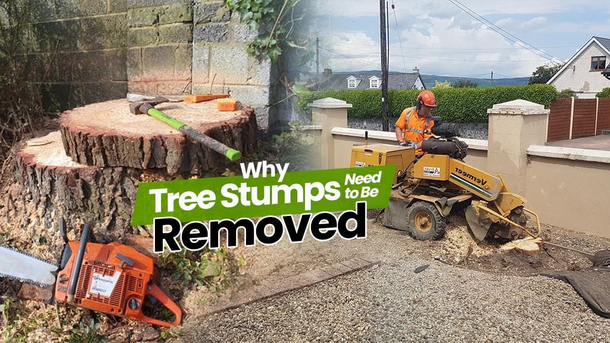 Quick tree stump removal 
