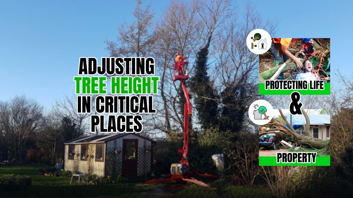 Large tree removal companies in Limerick