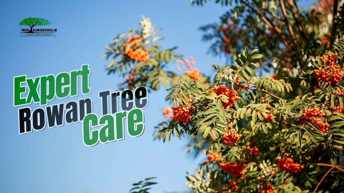 Expert Rowan Tree Care
