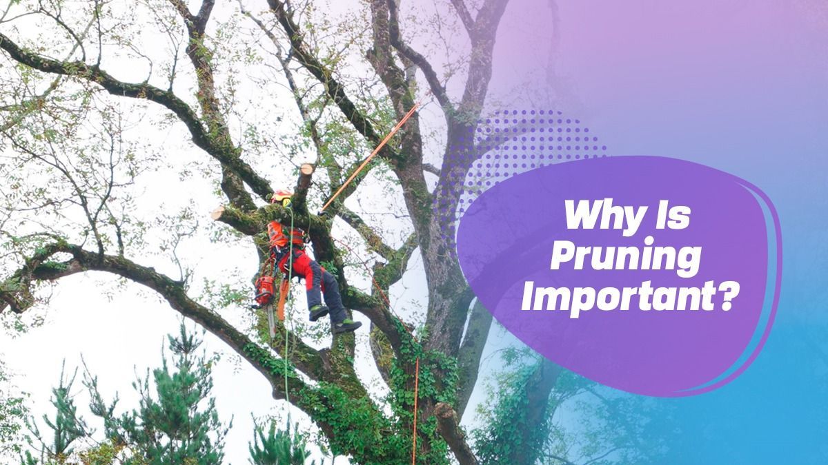 Why Is Pruning Important?