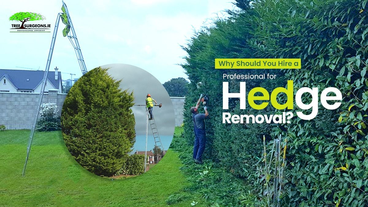  hedge cutting Limerick