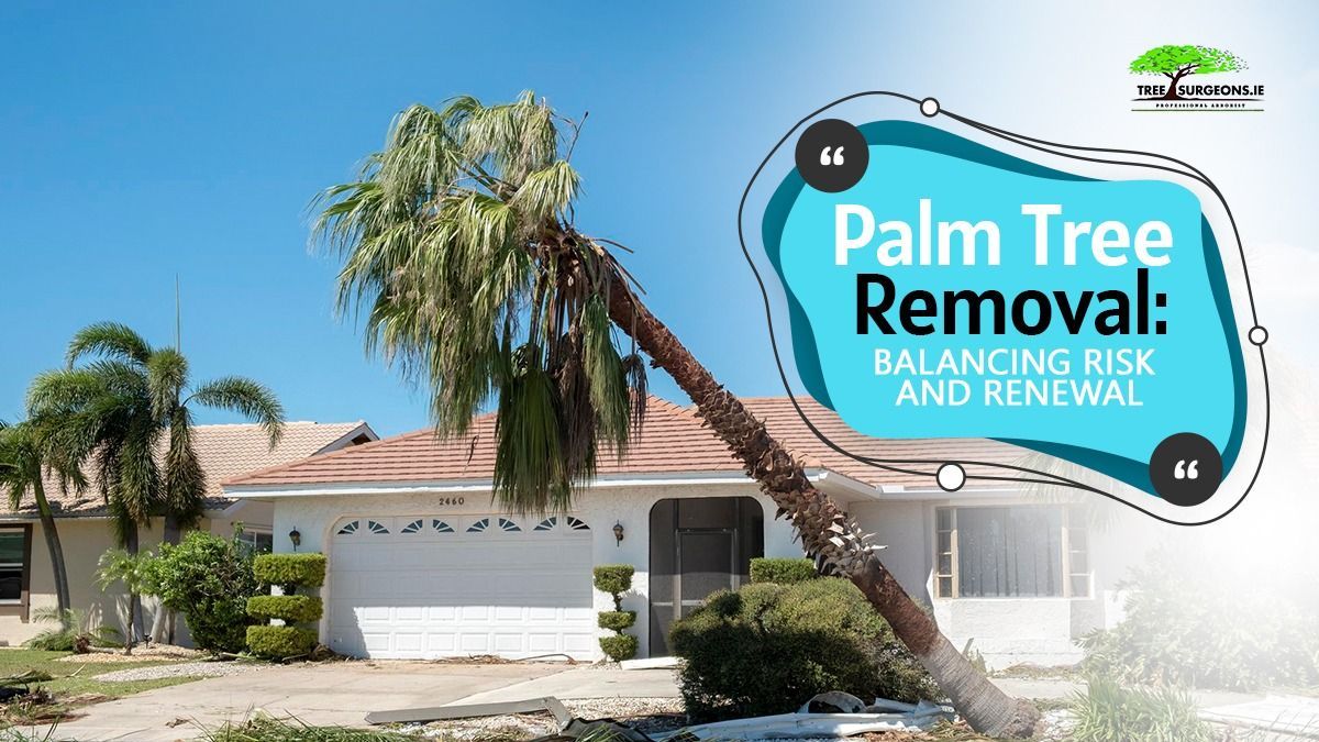 Palm tree removal Limerick