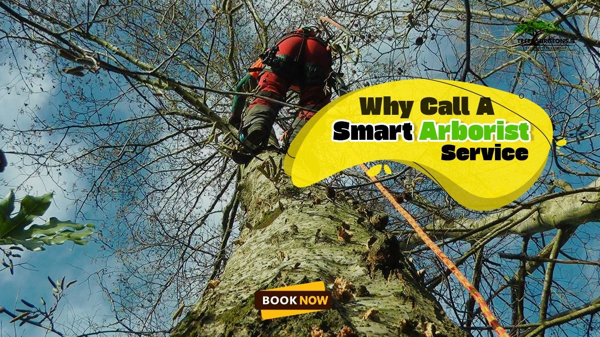 Arborist service Limerick