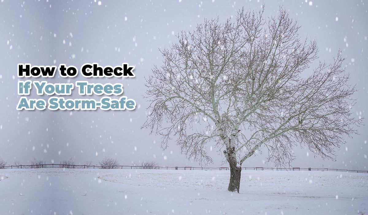How to Check If Your Trees Are Storm-Safe