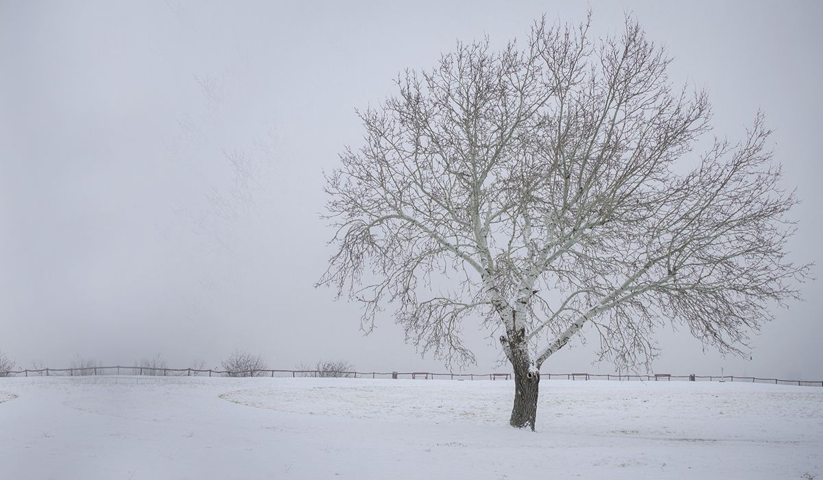 How to Check If Your Trees Are Storm-Safe