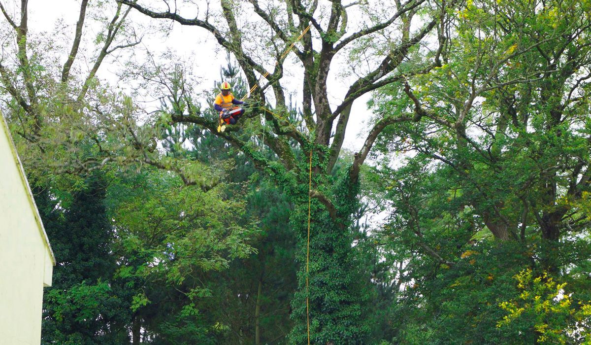 Arborist in Limerick
