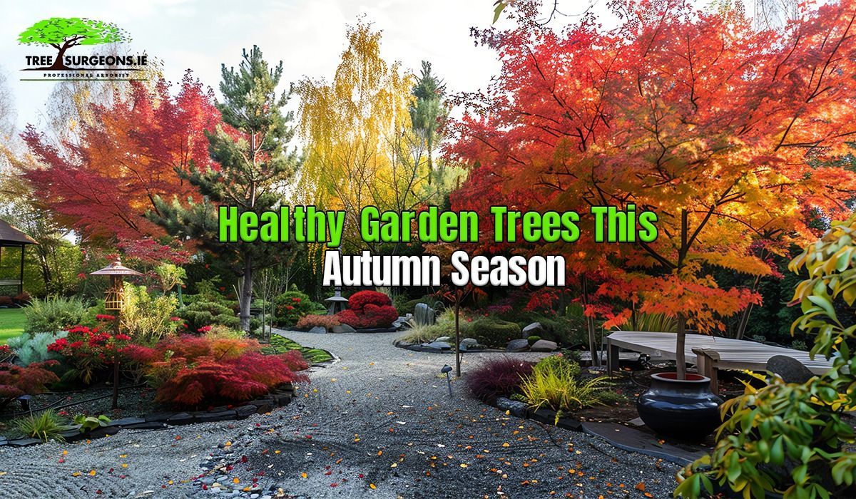 Autumn garden tree care in Ireland 