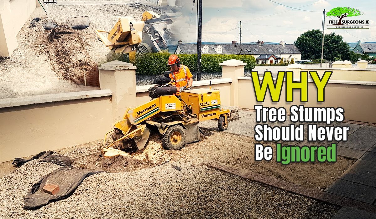 Why Tree Stumps Should Never Be Ignored