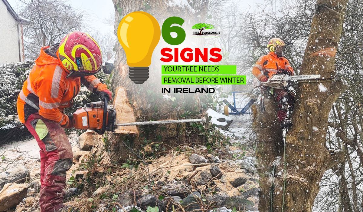 Winter Tree Removal 