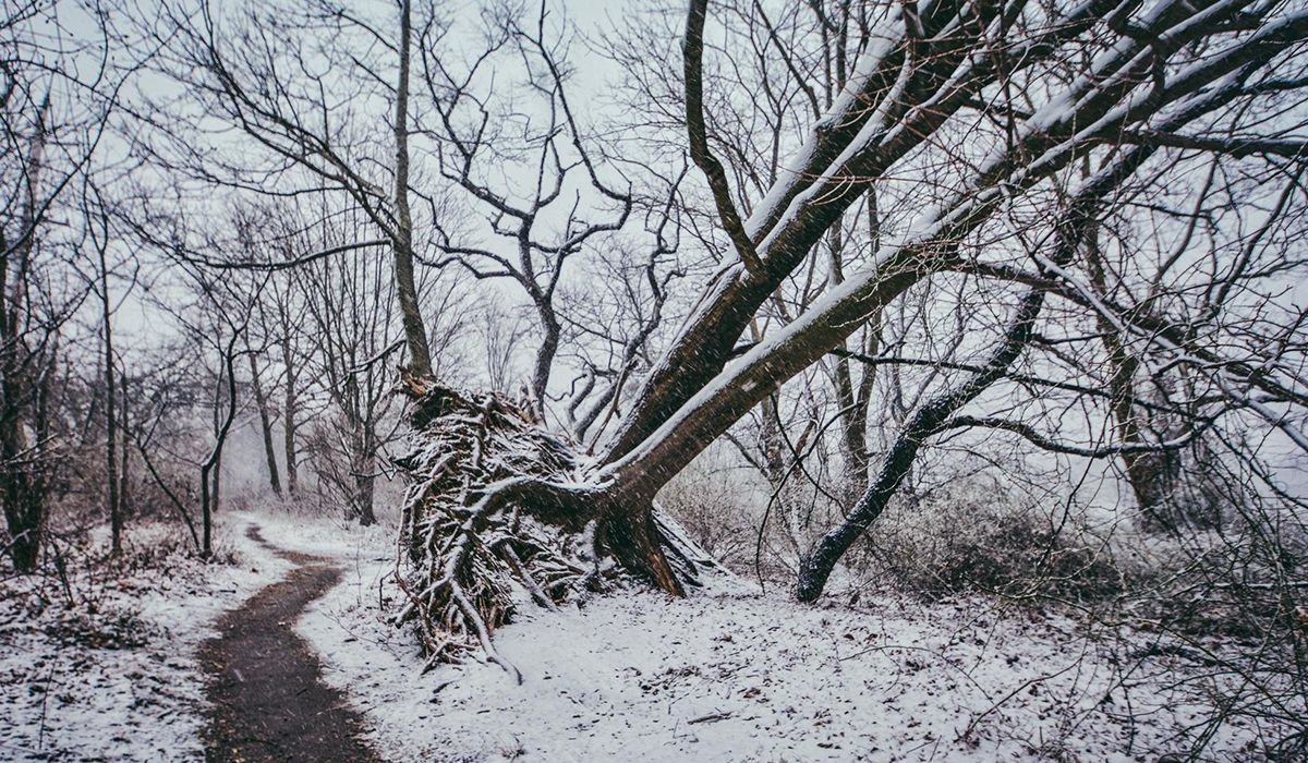 Winter Tree Removal in Limerick