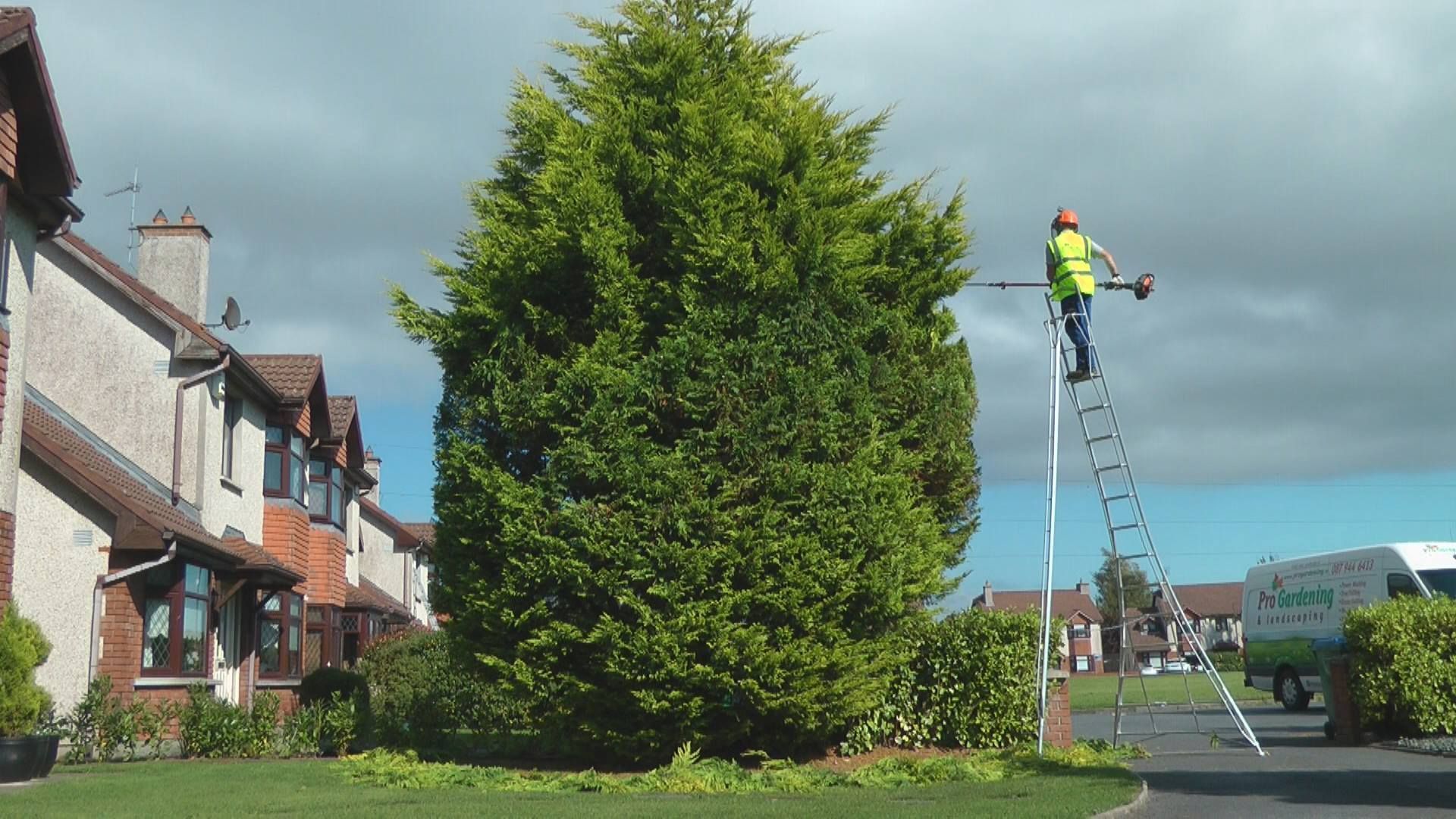 Hedge removal Limerick