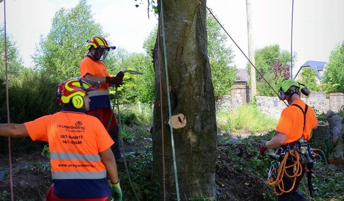 Arborist Limerick