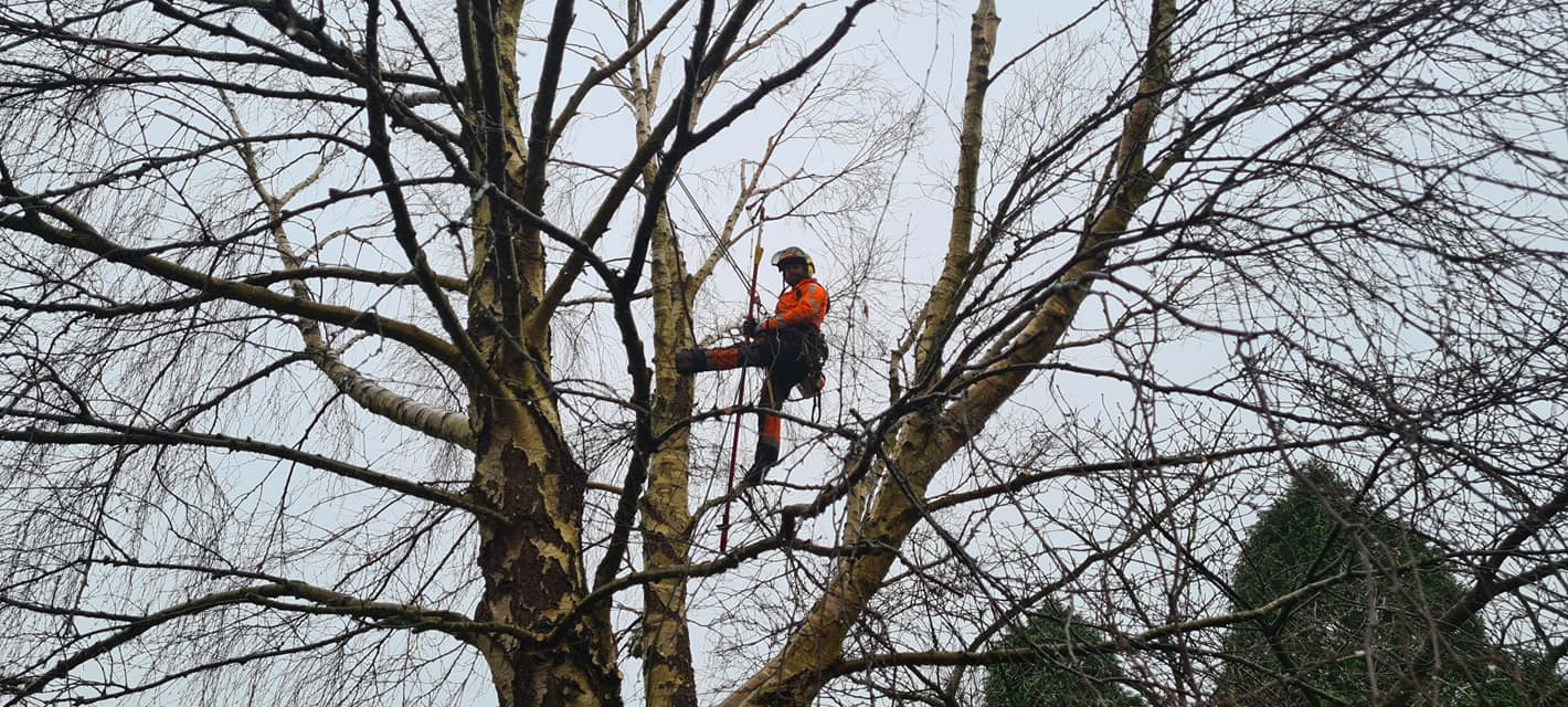 tree topping