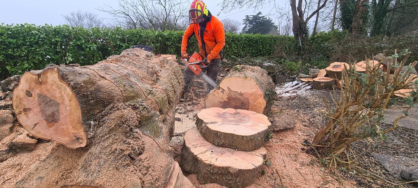 Winter Tree Removal