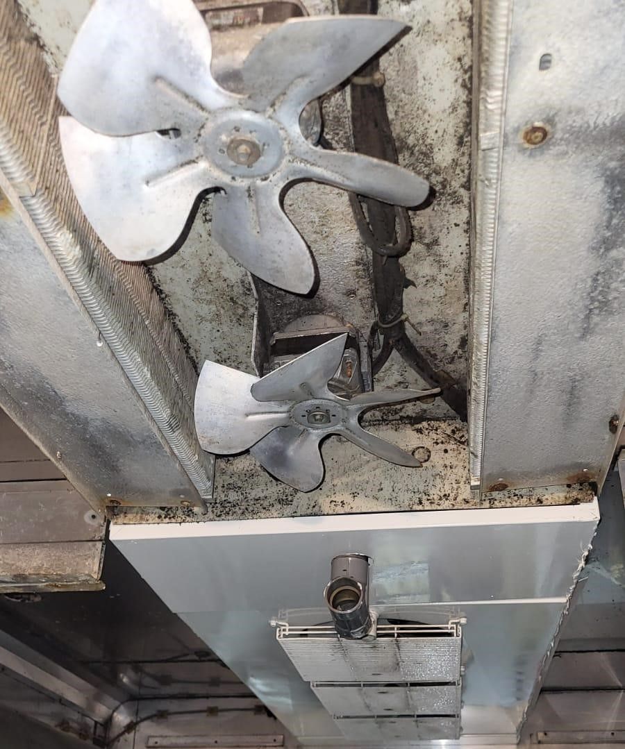 sporco muffe ed evaporatore sporco cella